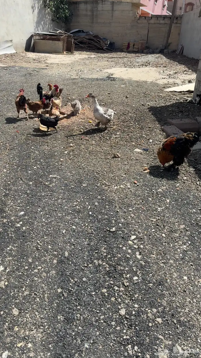 دجاج للبيع 1