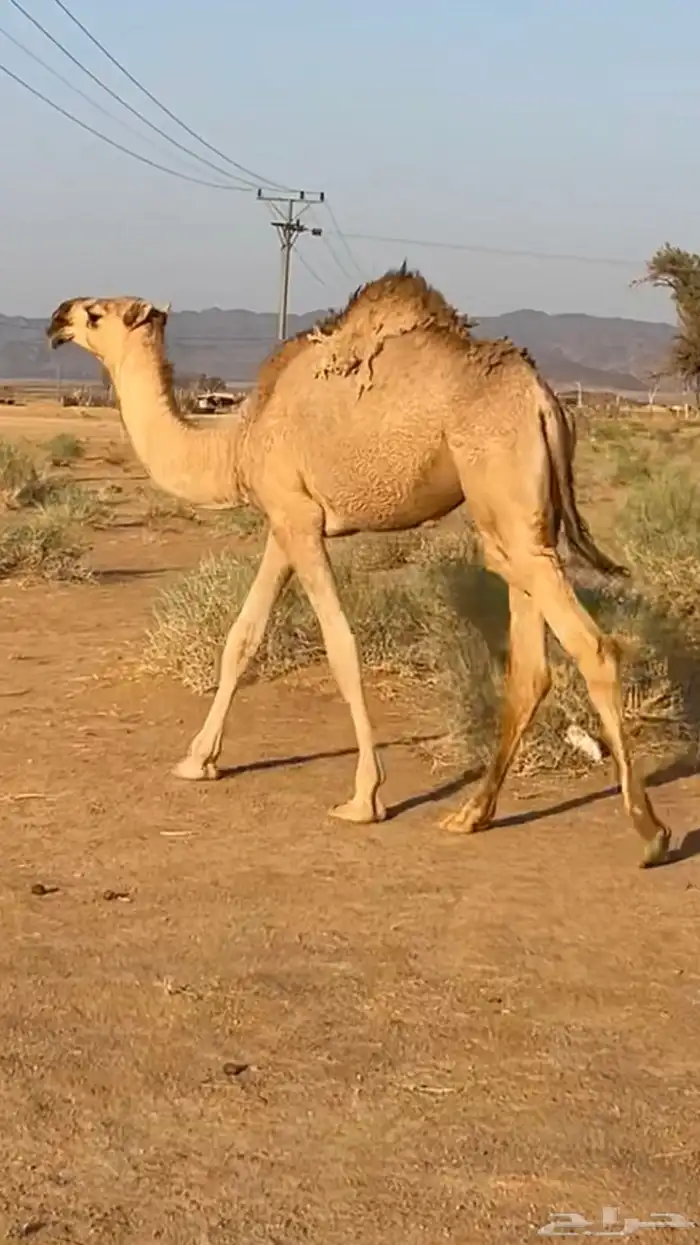 حشو بكار البيع 0