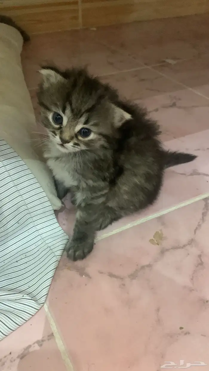 حيوانات 1