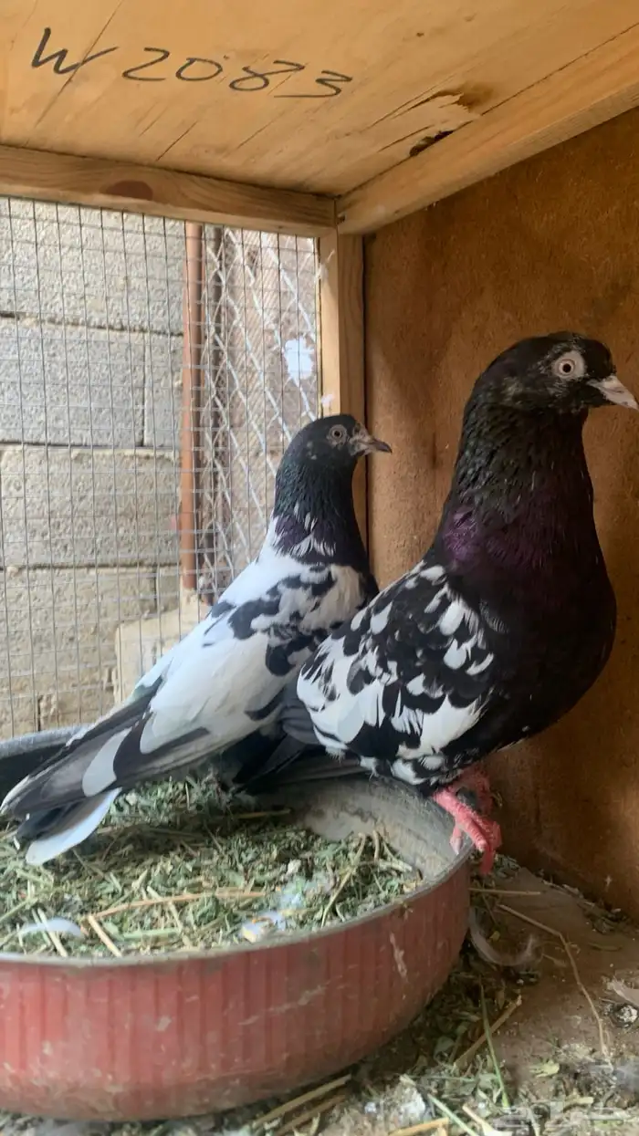 مجموعة حمام باكستاني 6