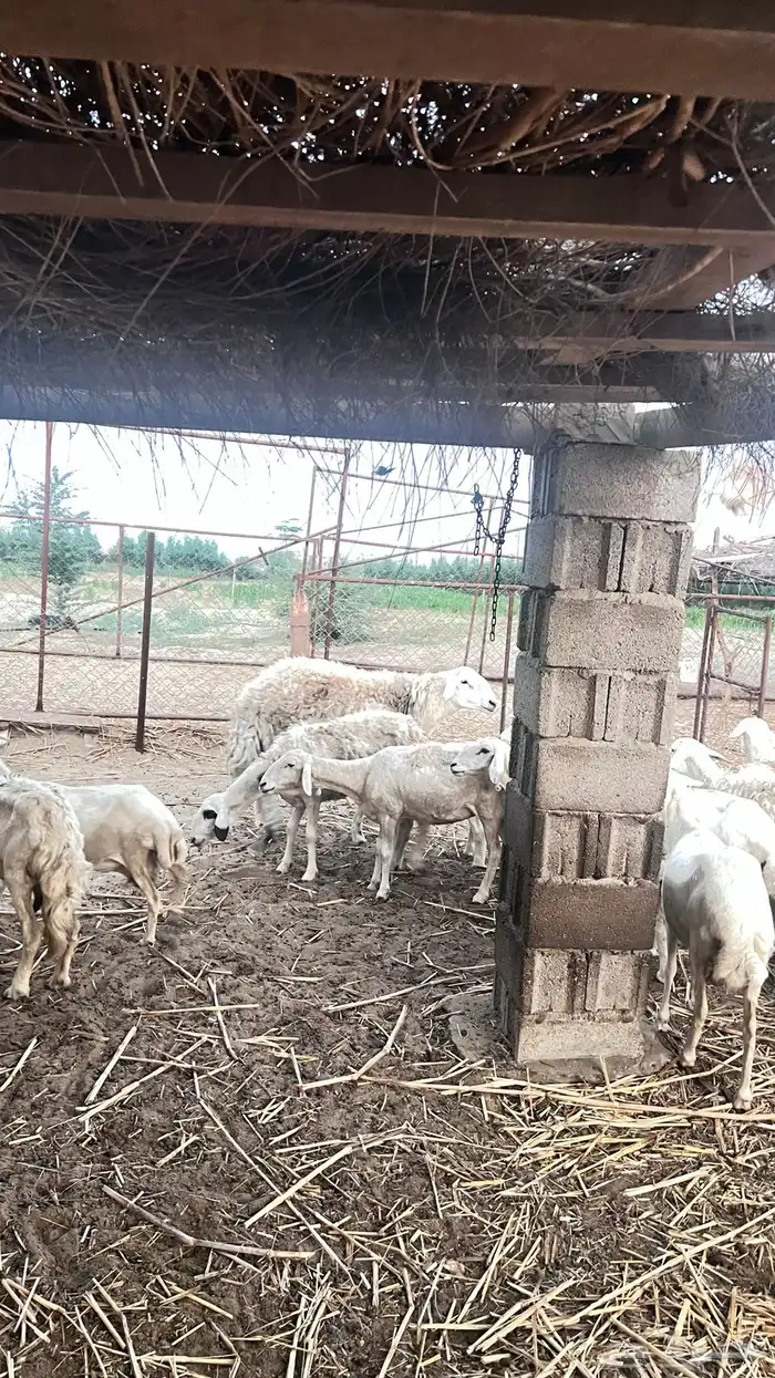 خروف فحل صنف 1