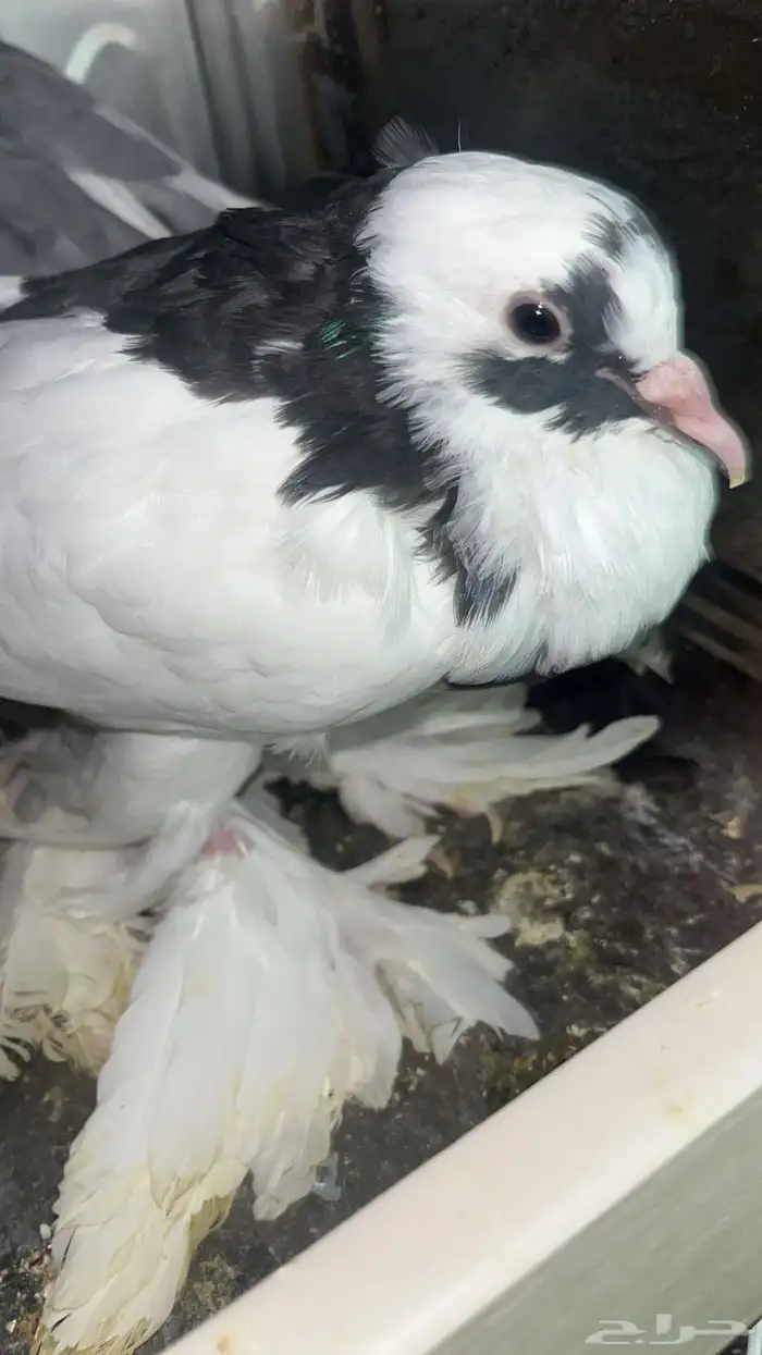 زوج حمام نفاخ مسوبع 1