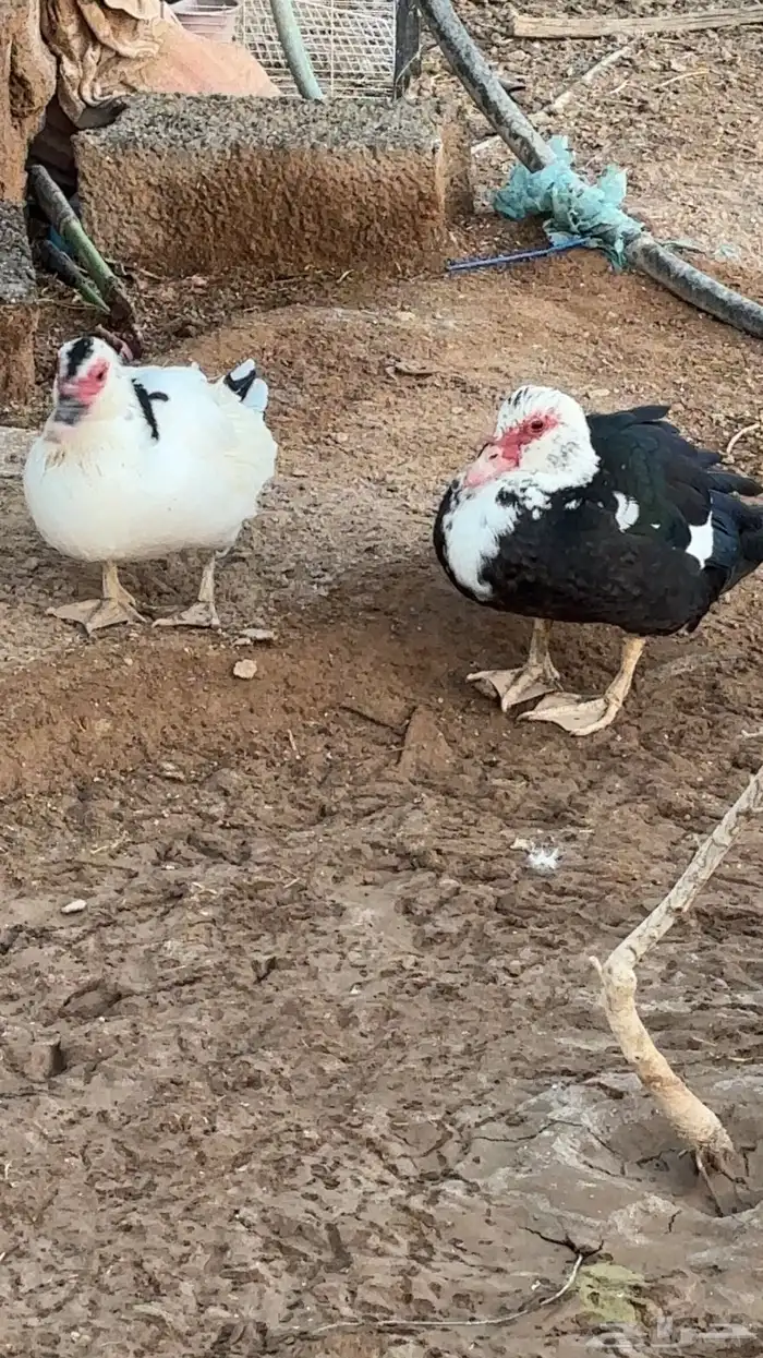 بط للبيع شرشيري وعربي 3