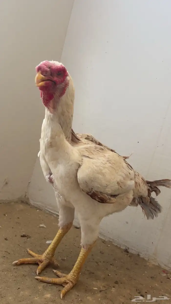 دجاجه فارسي فاخر 0