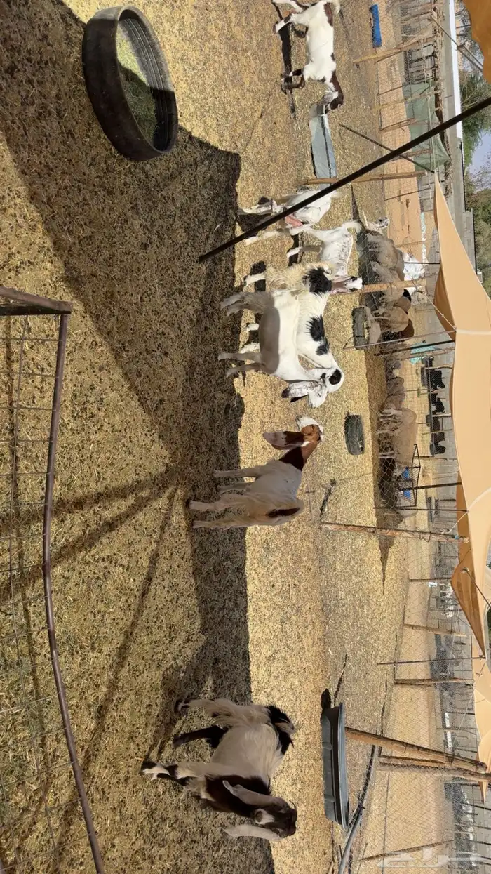 جفرات جذعات 4