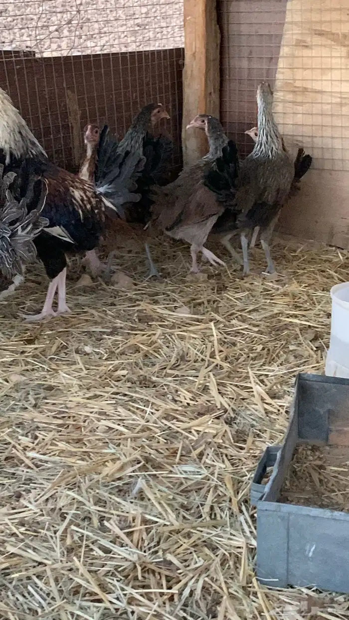 بشاير عربي شوكي 2