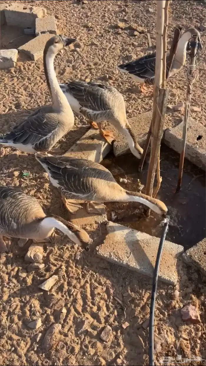 للبيع وز عراقي كوبرا 0