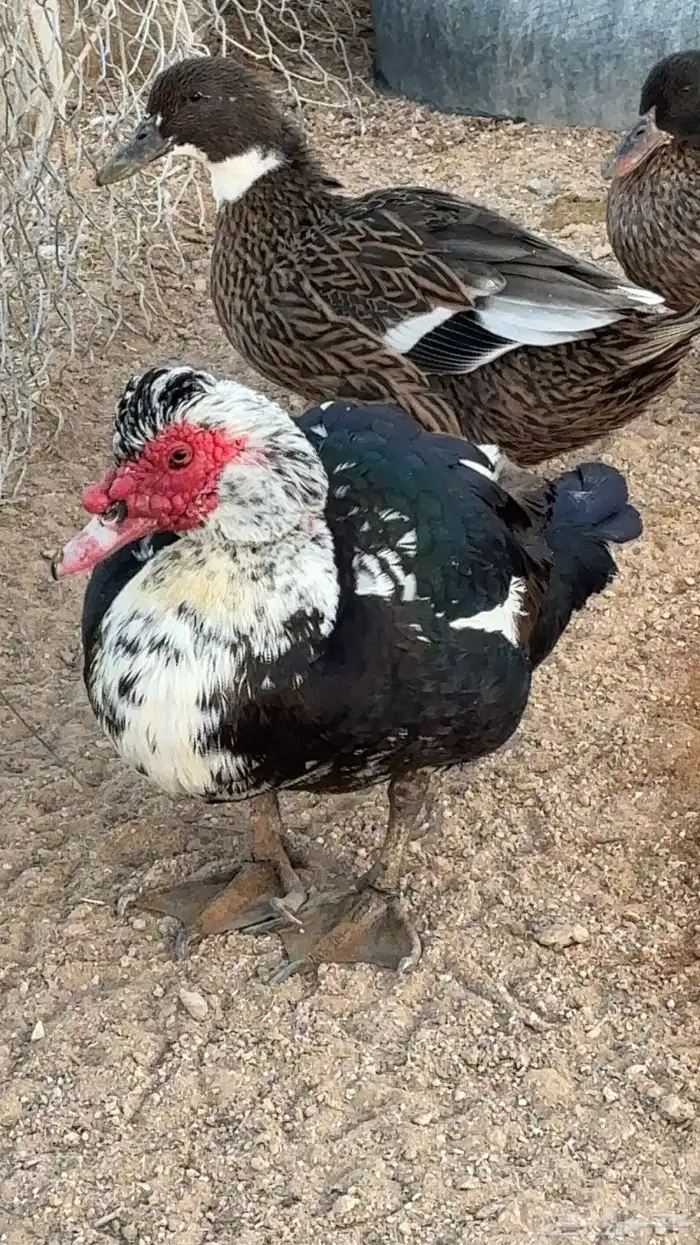 بط للبيع شرشيري وعربي 1