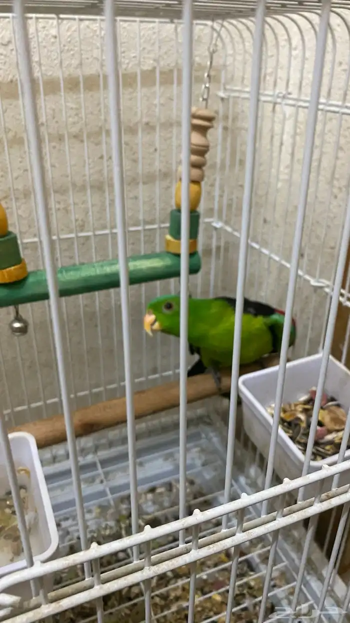 ببغاء 0