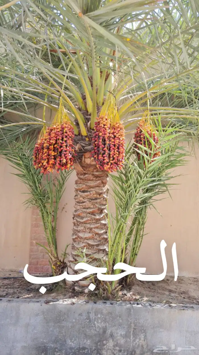 نخلات 3