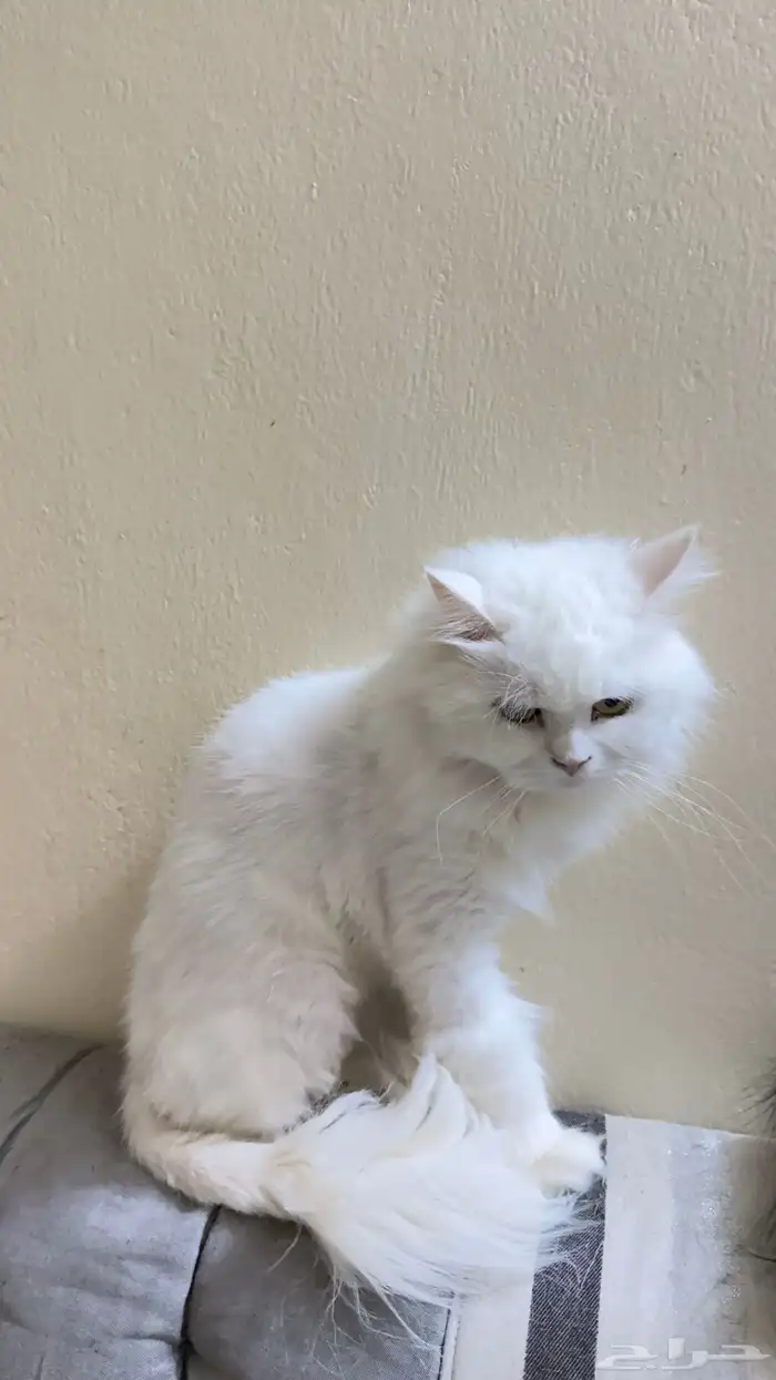 للتبني قط ذكر 3