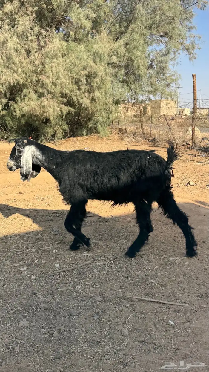 عنز سدس 1