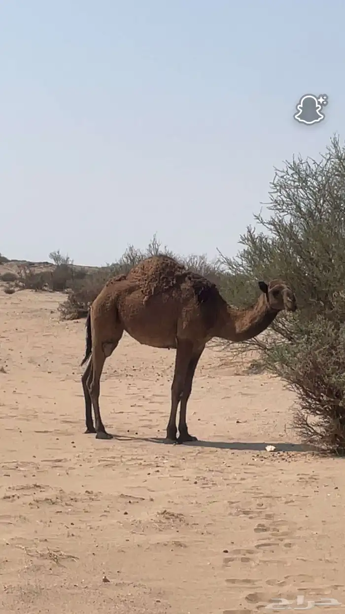للبيع 1