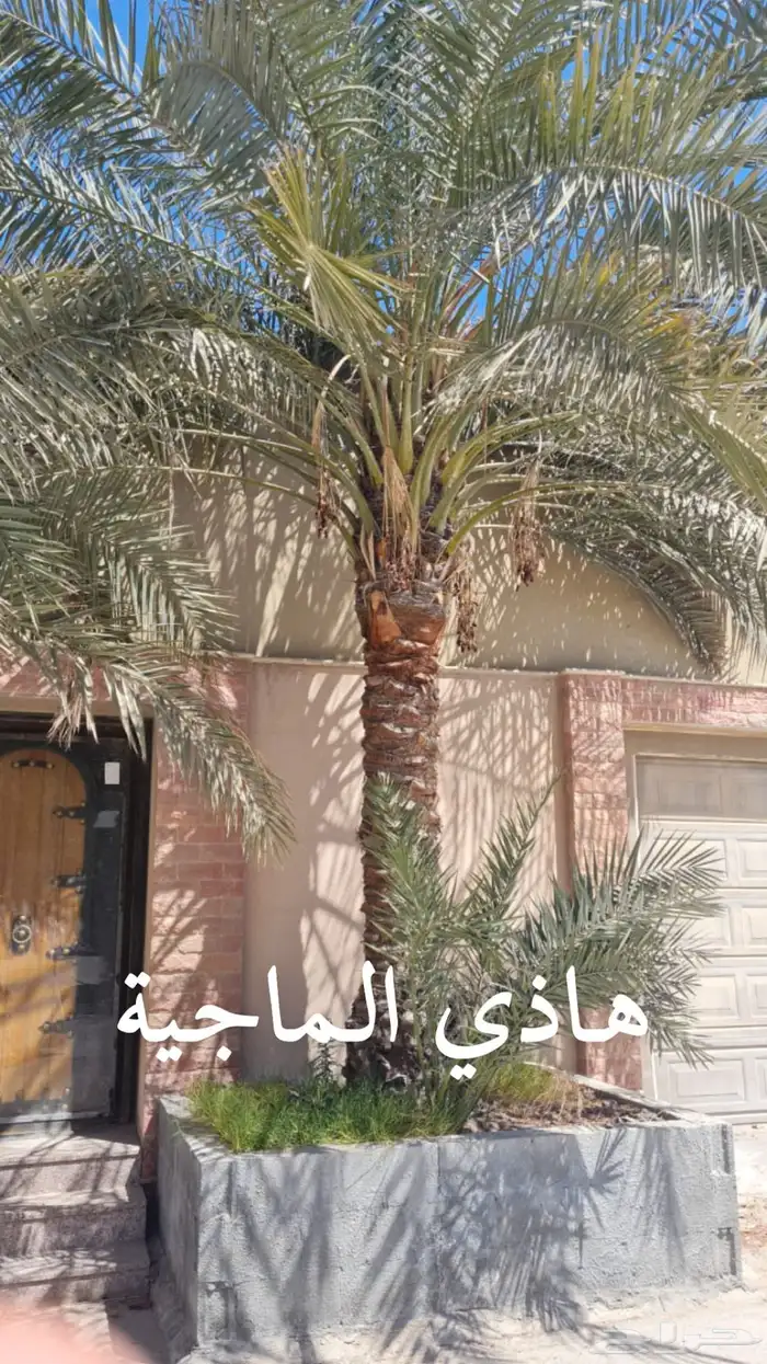 نخلات 1
