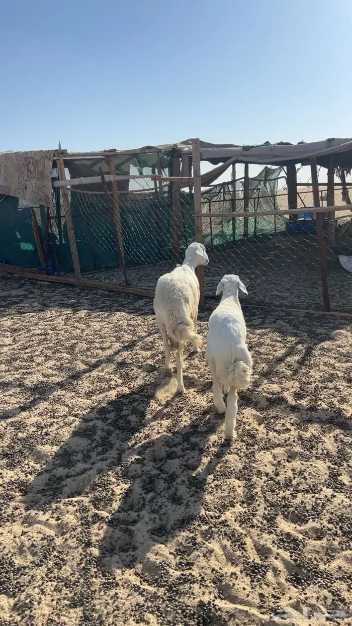 حرية 1
