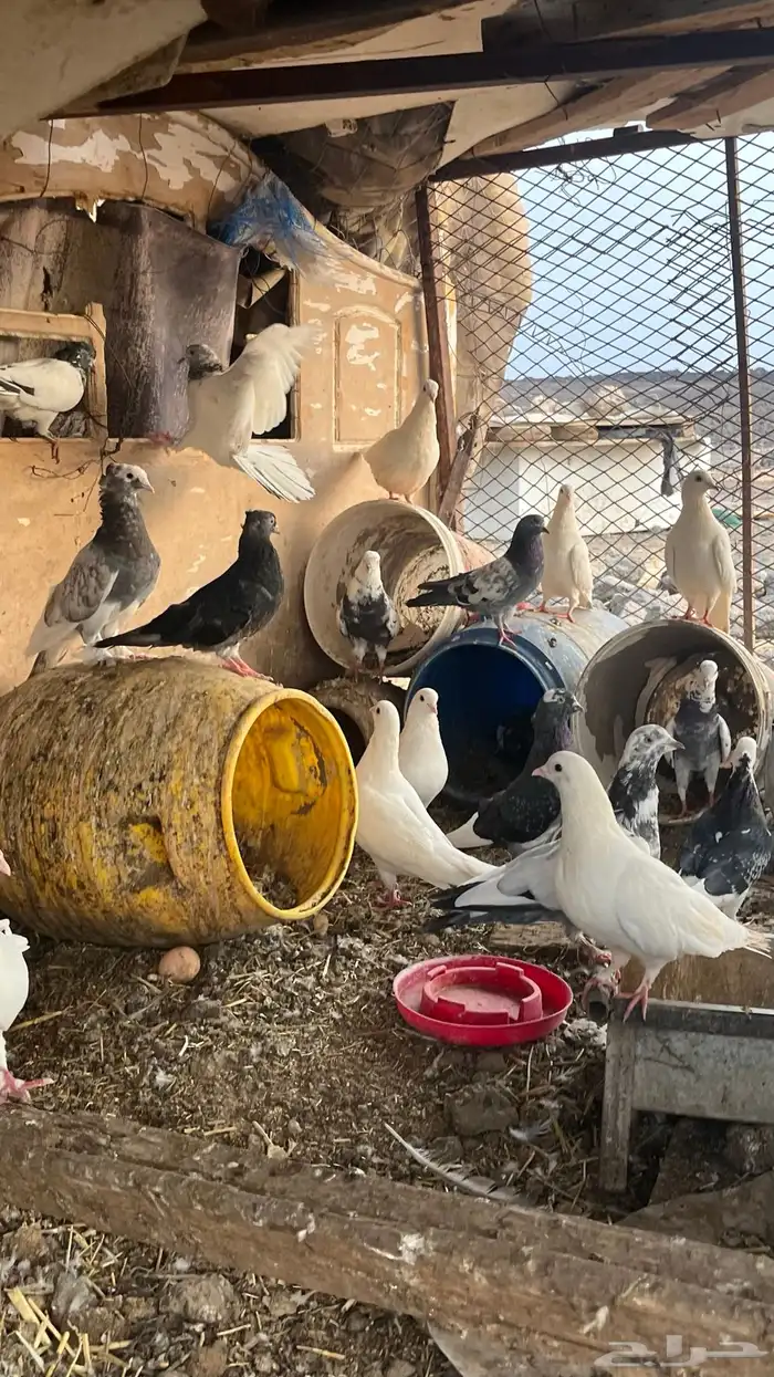 السلام عليكم ورحمة الله وبركاته 3