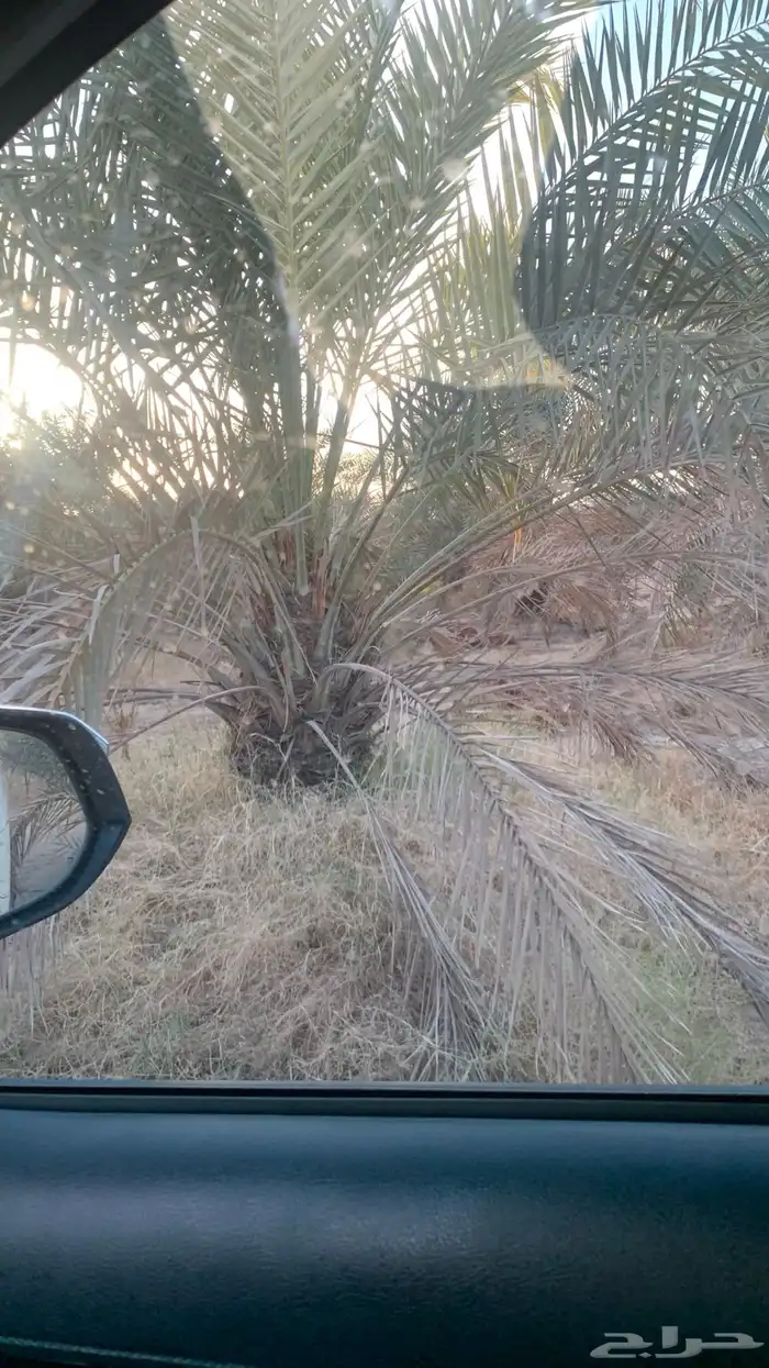 نخيل اخلاص جثايث وفراخه 3
