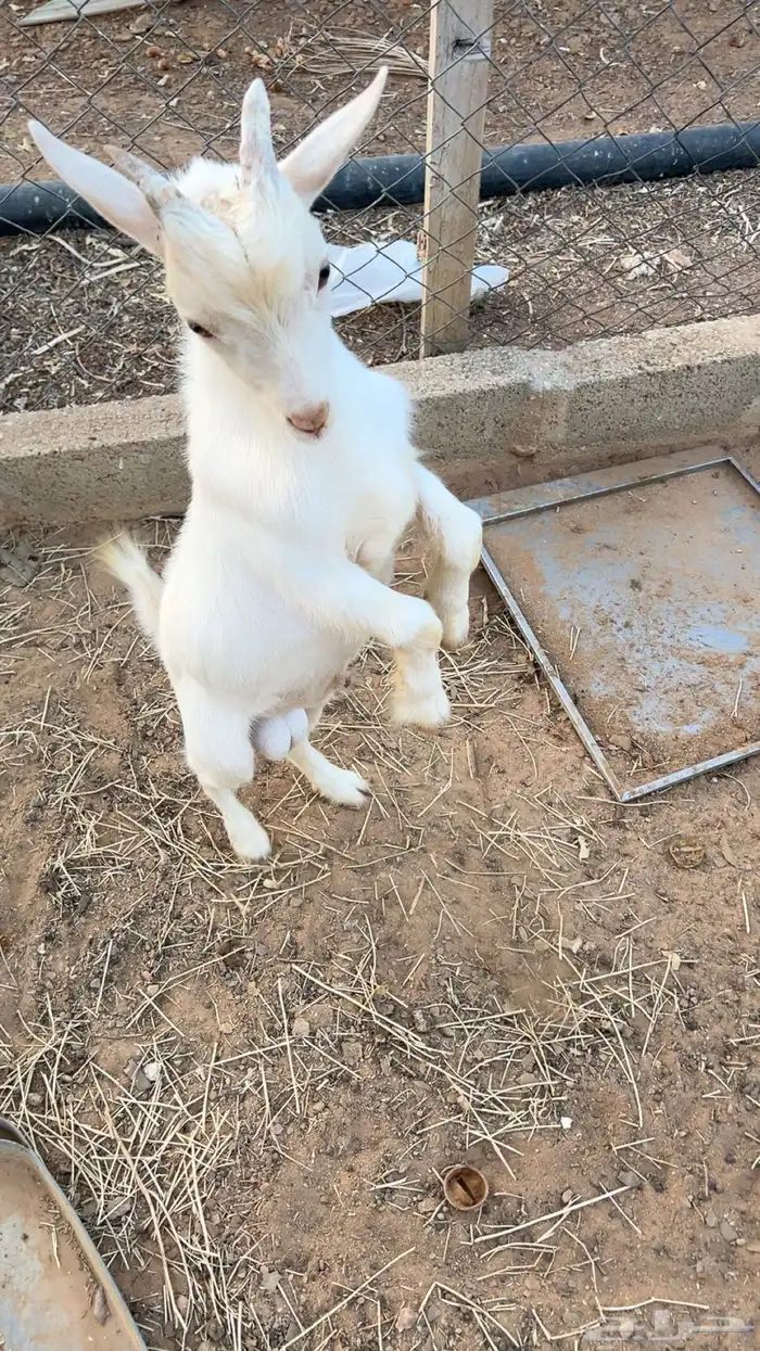 تيس قزمي ابيض 1