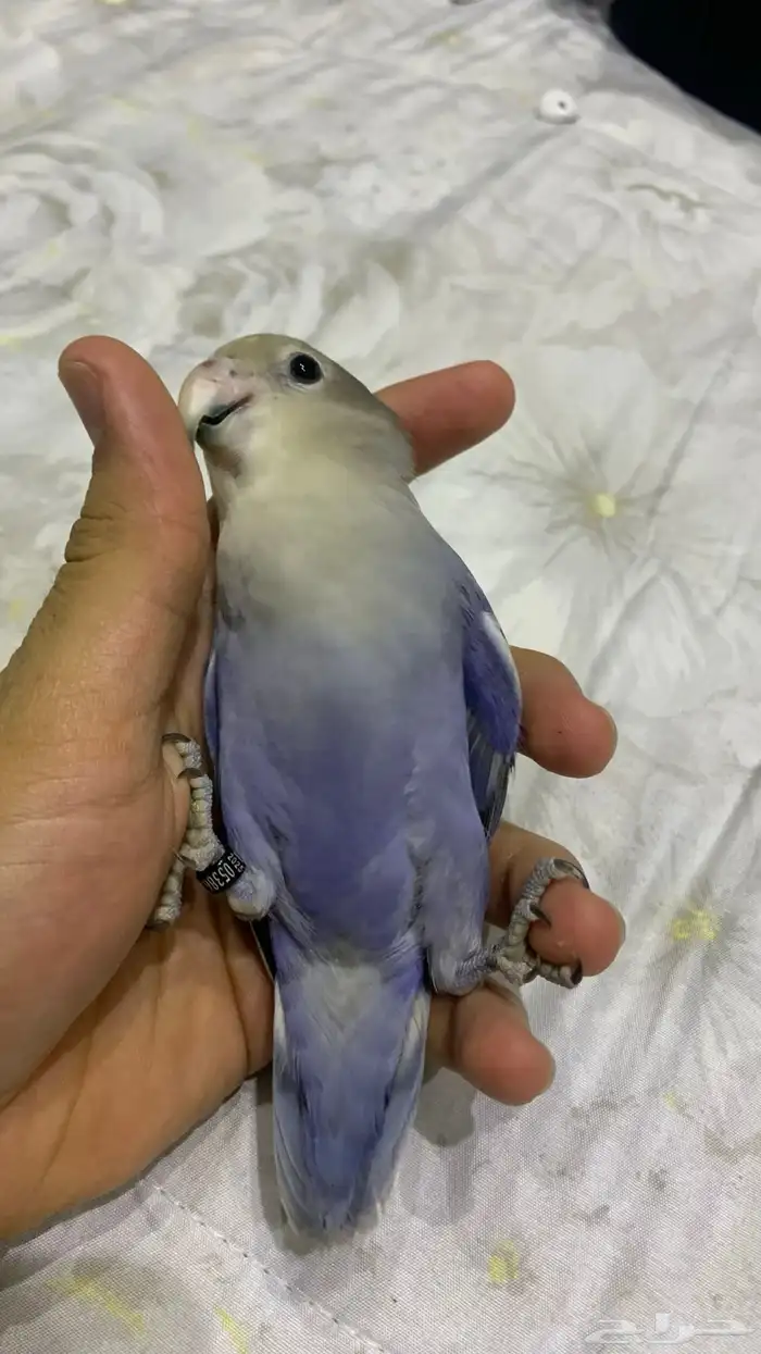 ببغاء روز اليفه 3