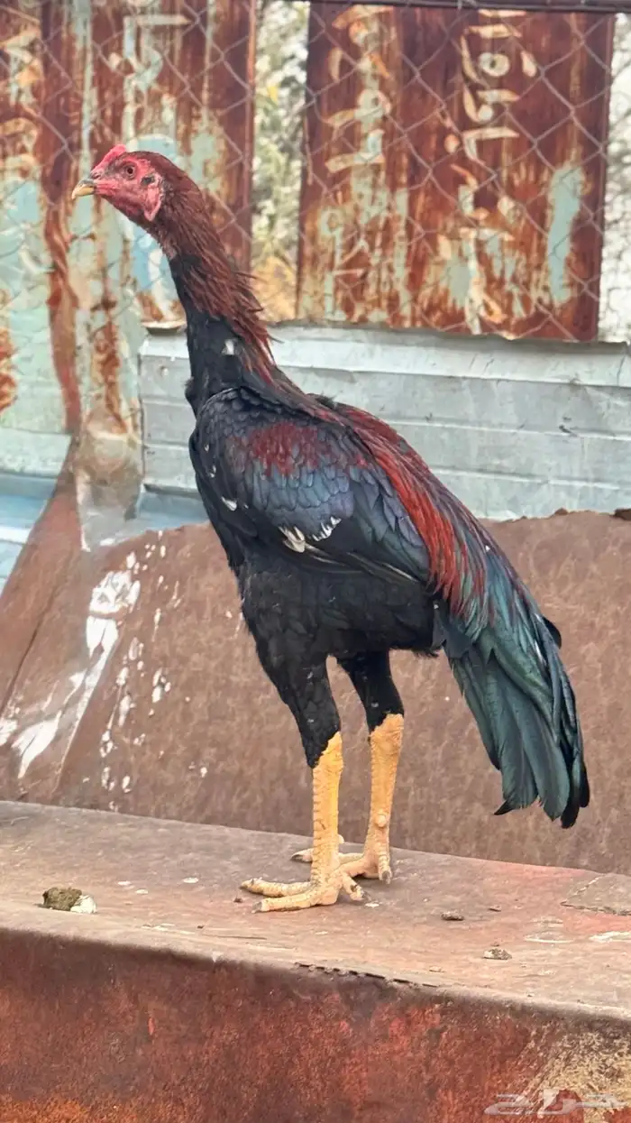 ديك باكستاني سندي بيور 0