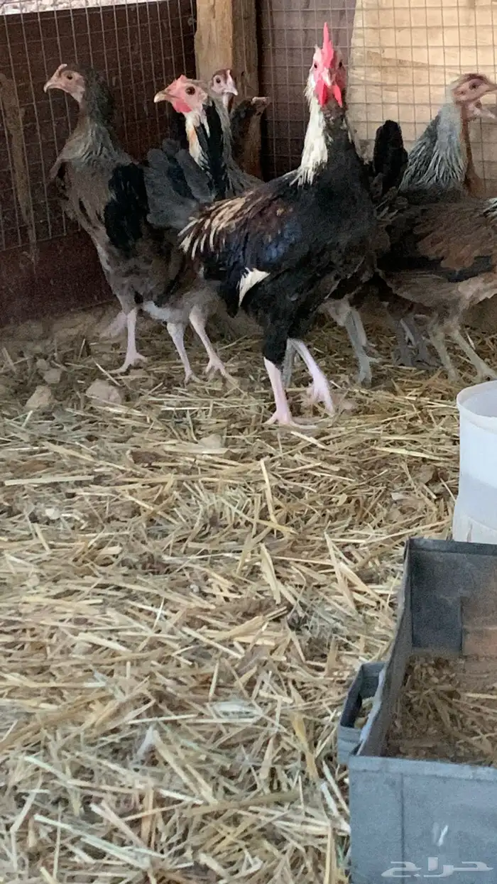 بشاير عربي شوكي 3