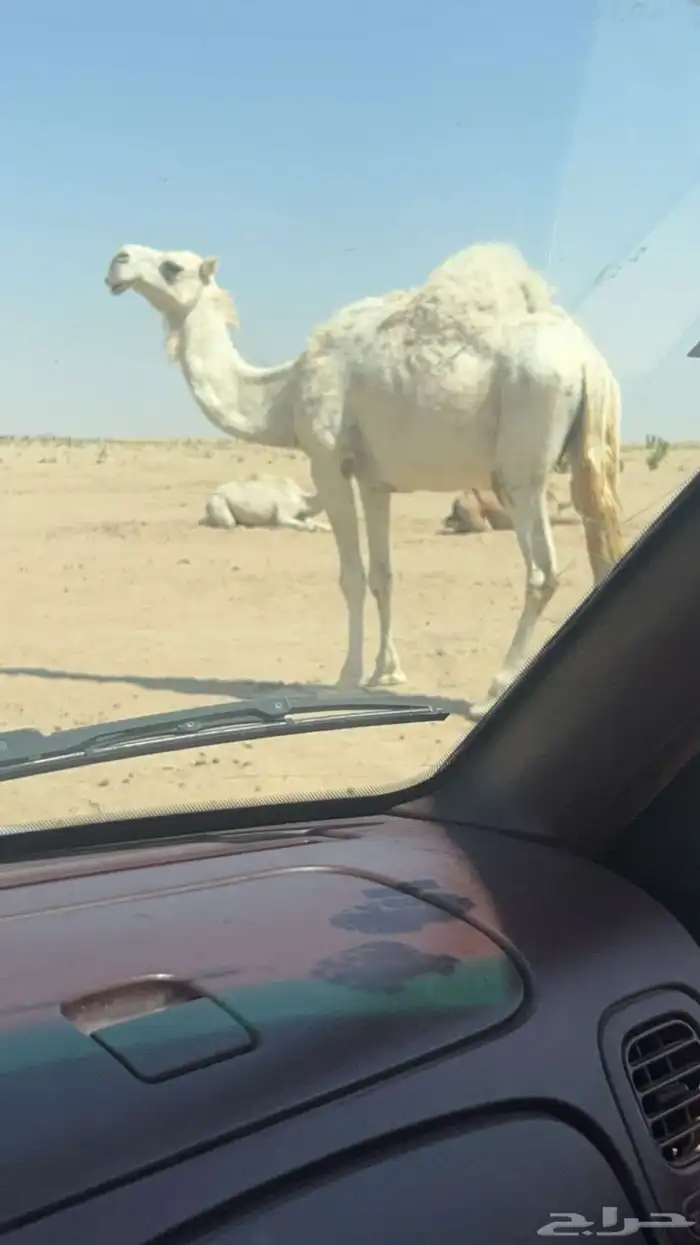 للبيع الناقه 1