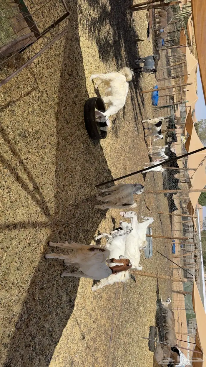 جفرات جذعات 5