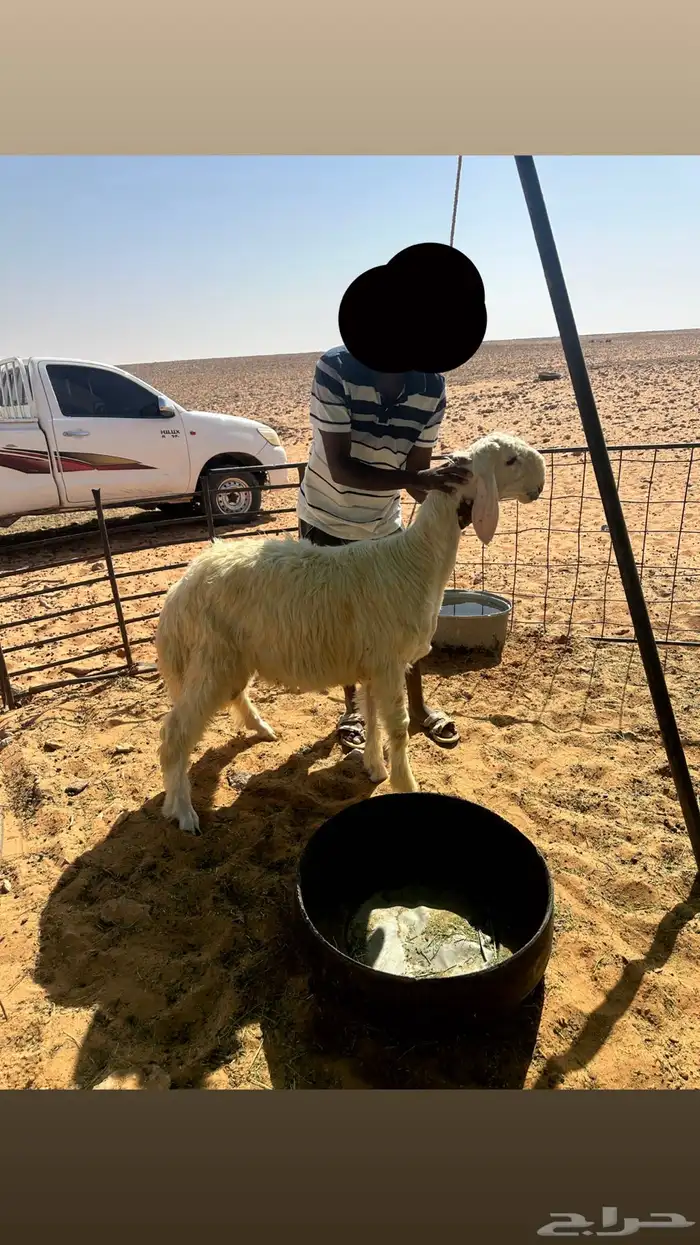 مشروع فحل عيسي 2
