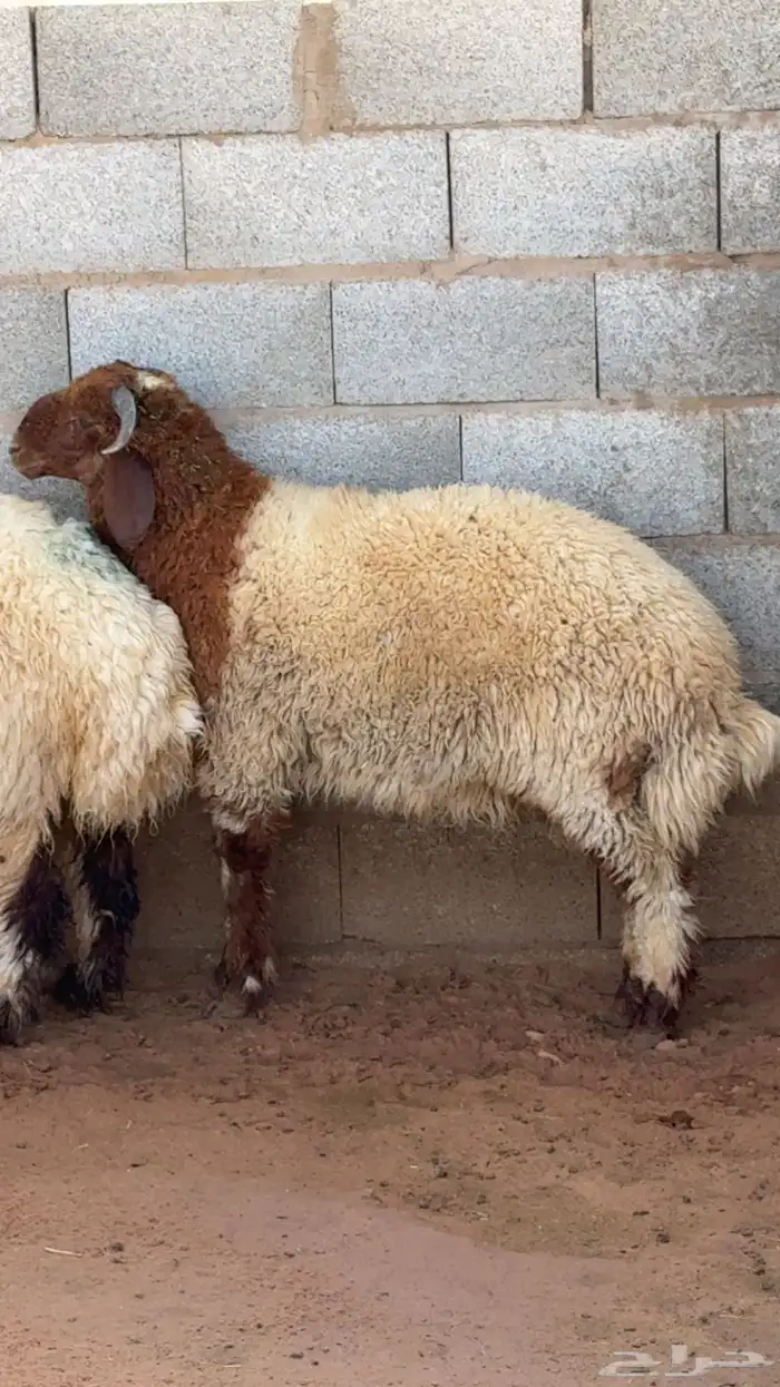 ذبايح نعيم جبره 0