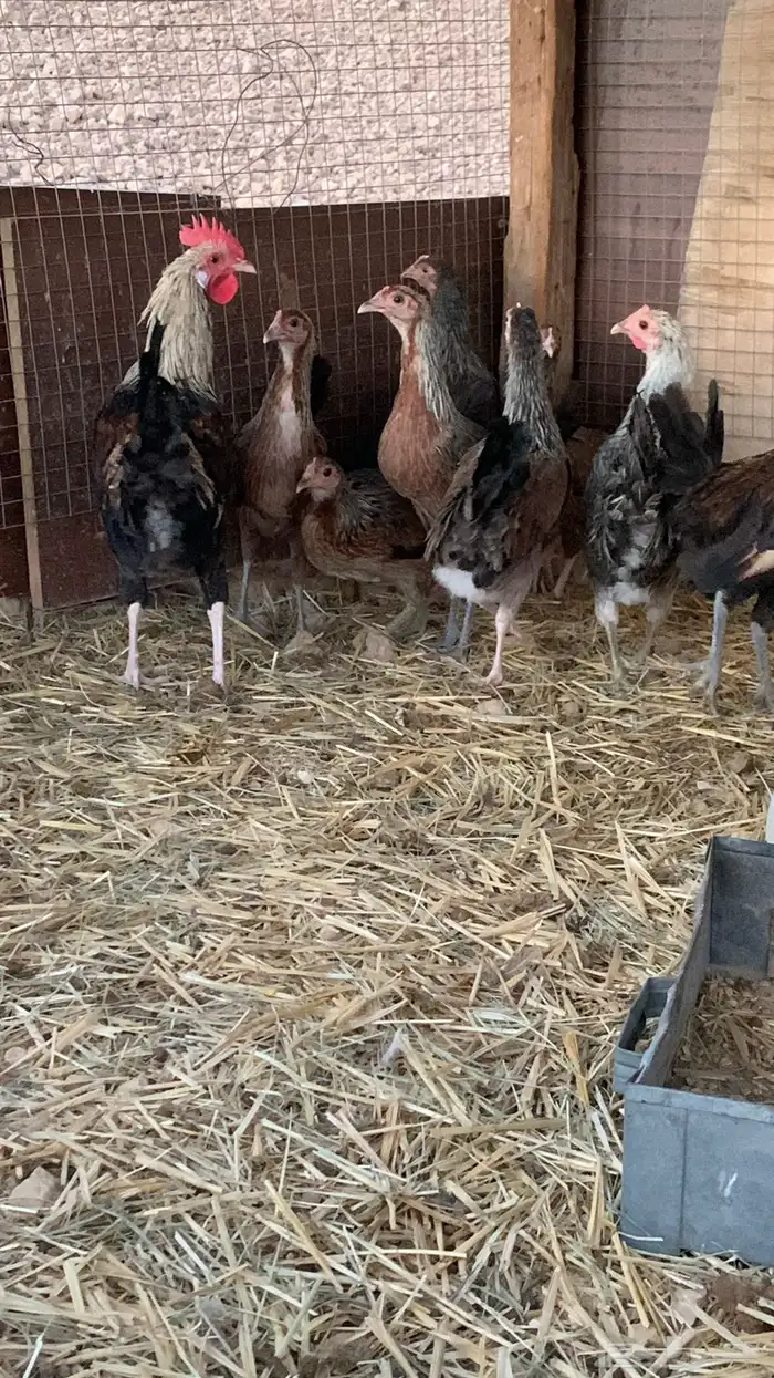 بشاير عربي شوكي 20