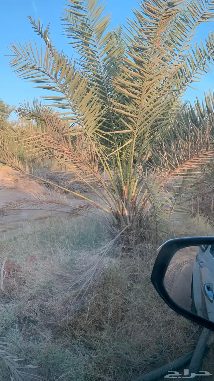 نخيل اخلاص جثايث وفراخه 4