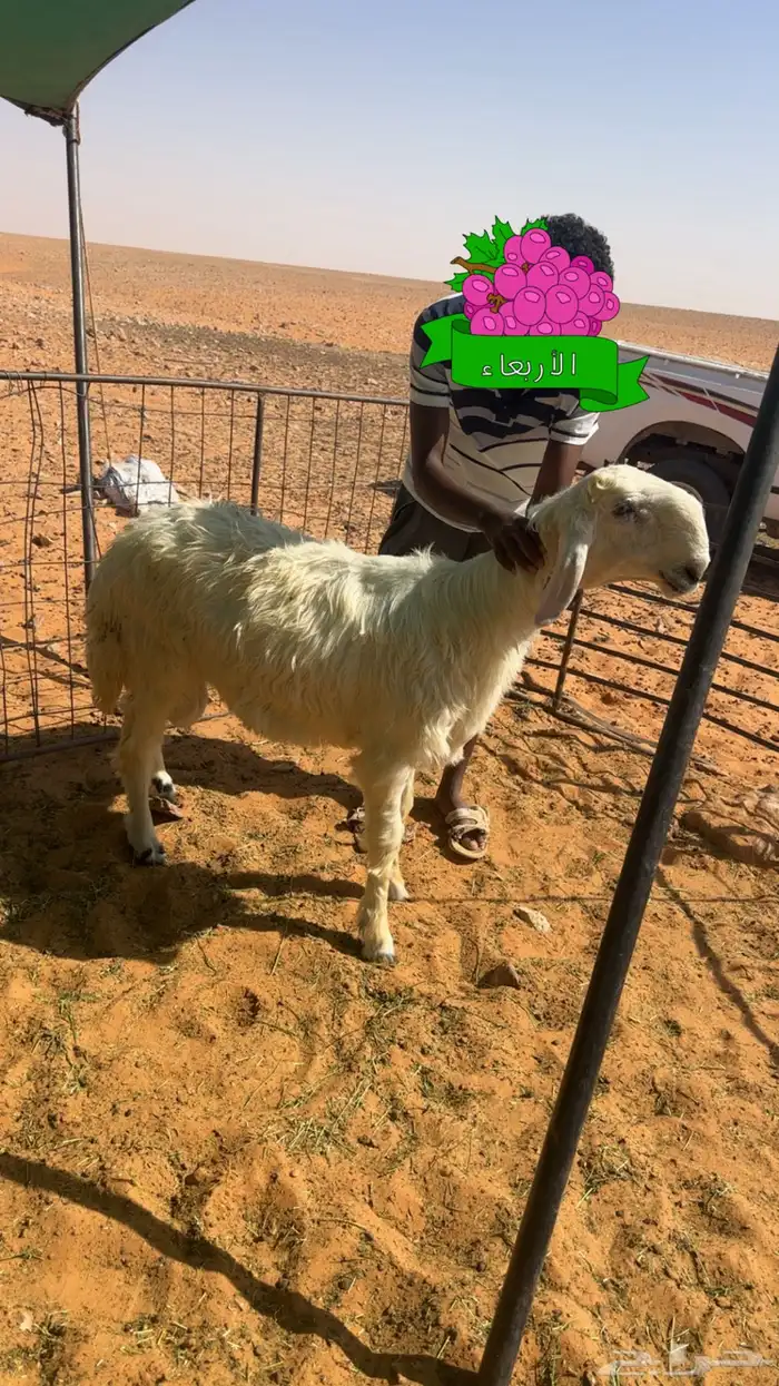 مشروع فحل صنف عيسي 1