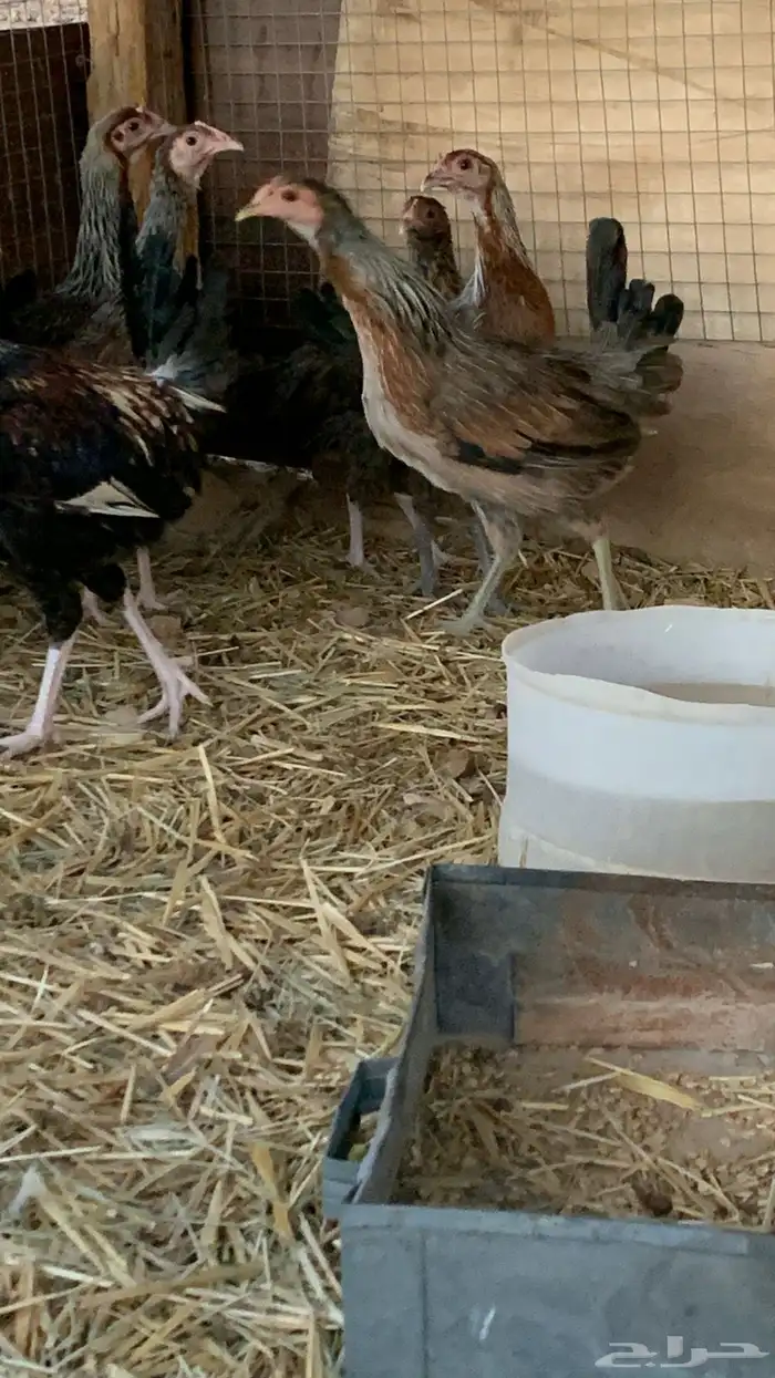 بشاير عربي شوكي 17