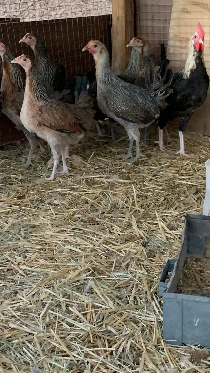 بشاير عربي شوكي 11