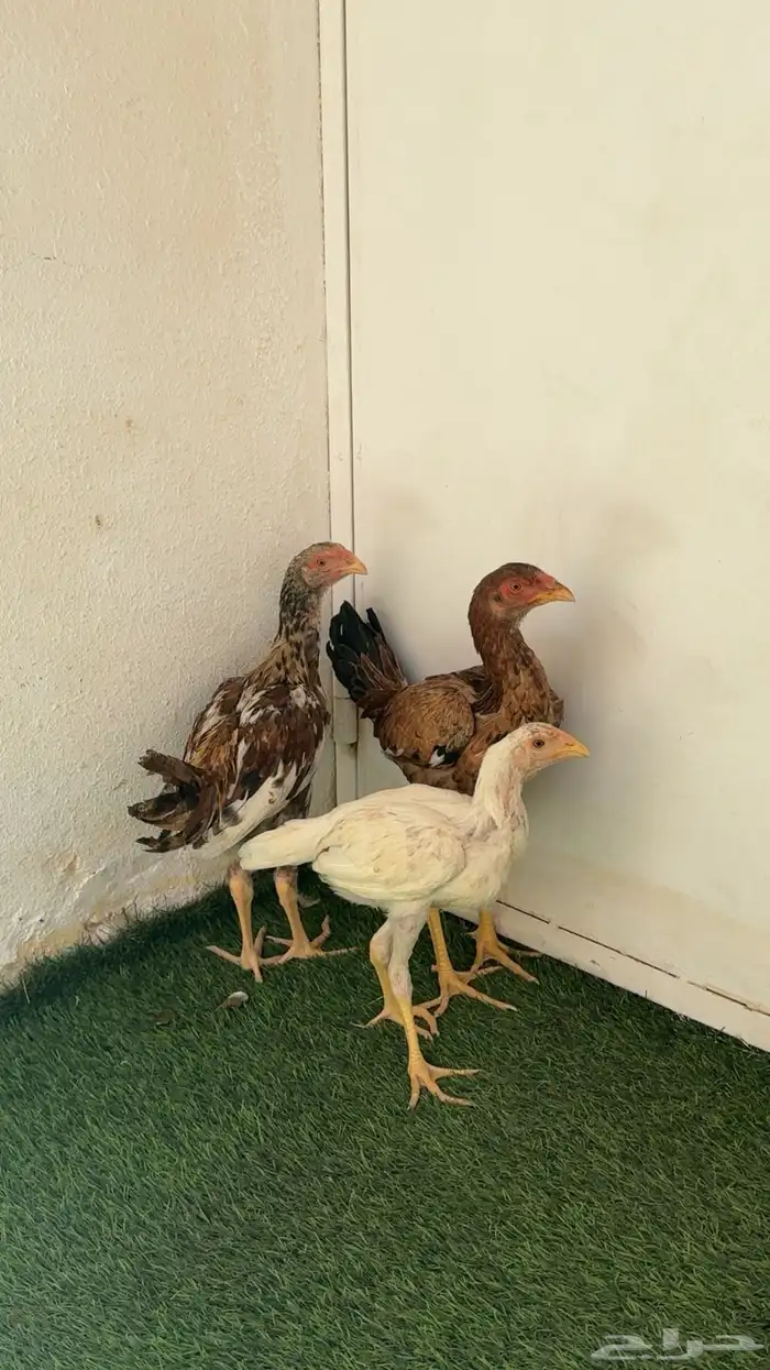 دجاج مهجن بكستاني وهندي 0
