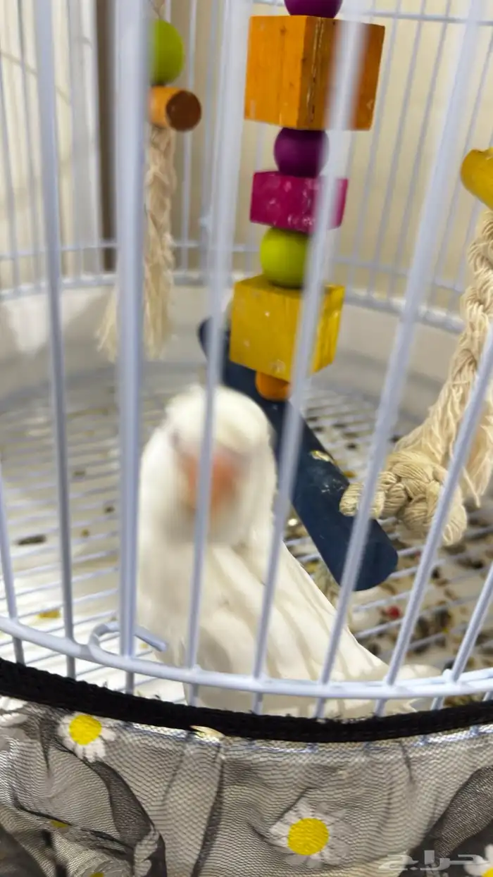 روز البينو عيون حمر اليف وهدد تم البيع 3