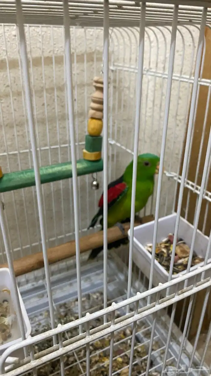 ببغاء 2