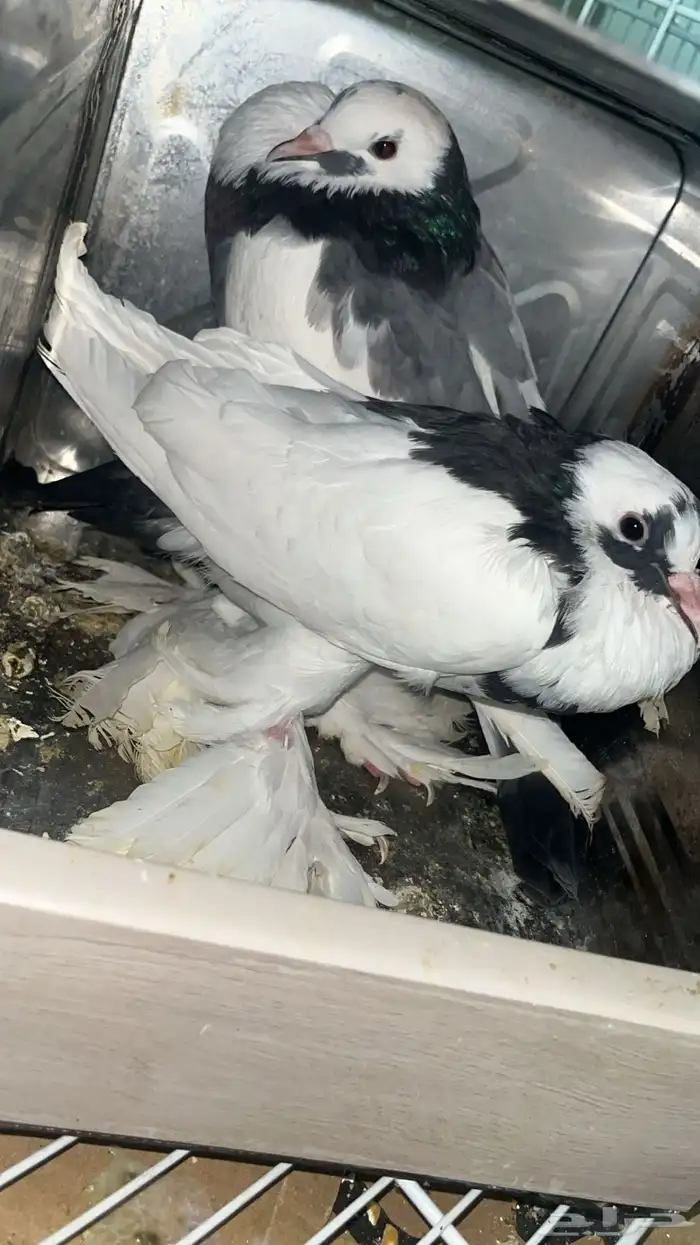 زوج حمام نفاخ مسوبع 2
