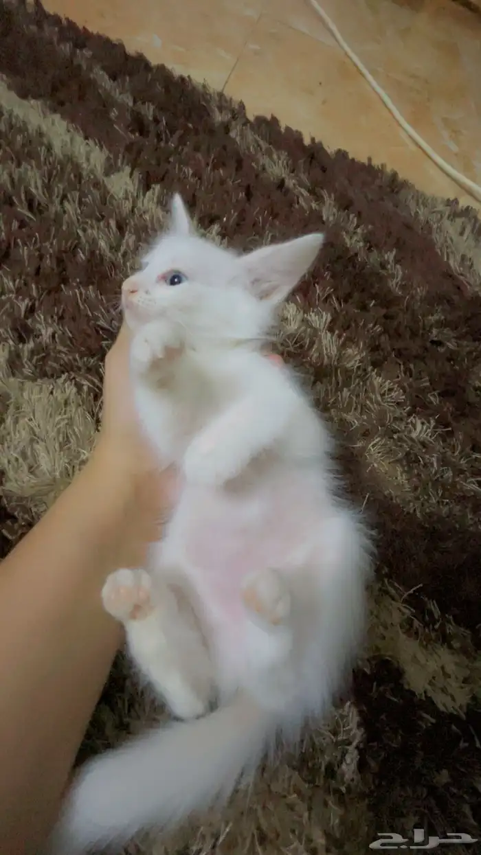 قطط محايل عسير تبني 4