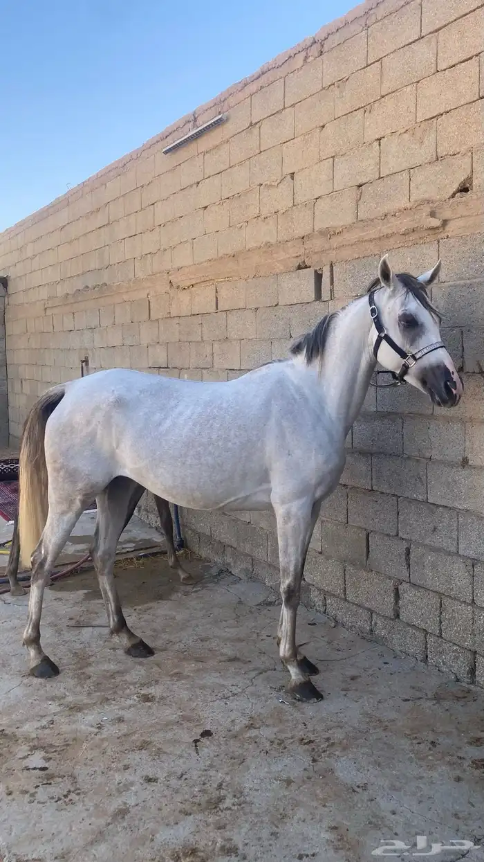 فرس ومهره للبيع جميع خيل 0