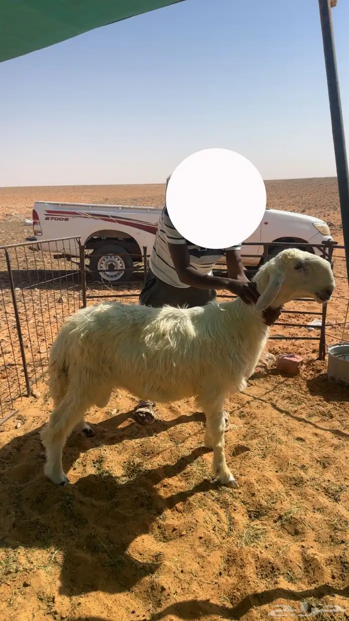 مشروع فحل صنف عيسي 2