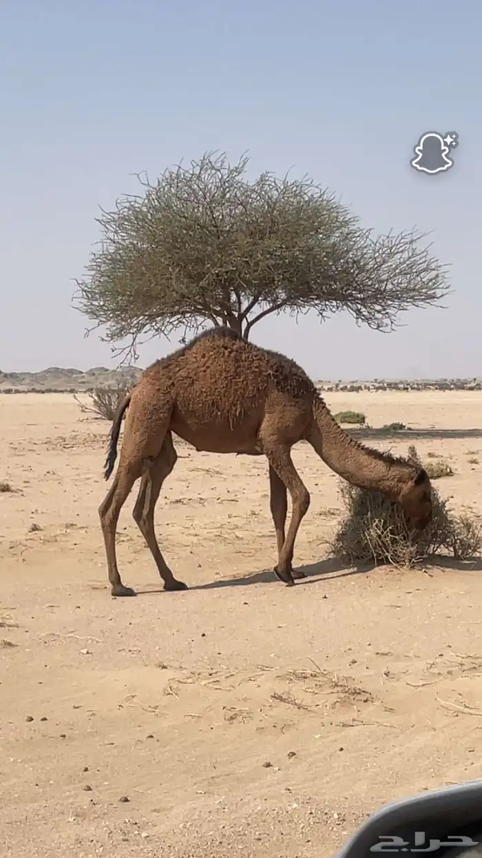 للبيع 2