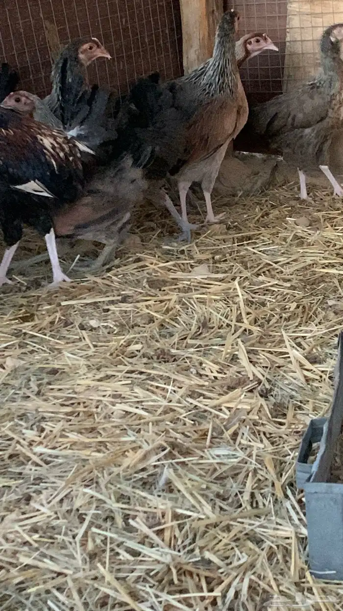 بشاير عربي شوكي 18