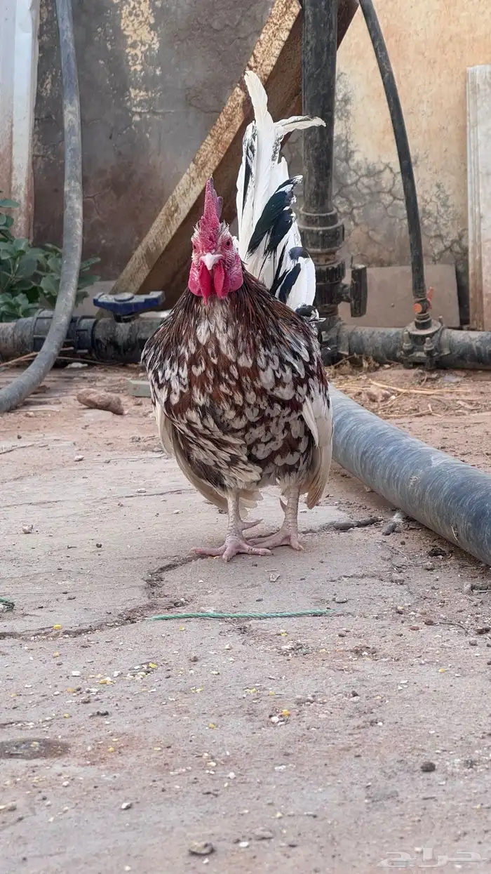 دجاج قزمي بياض 2