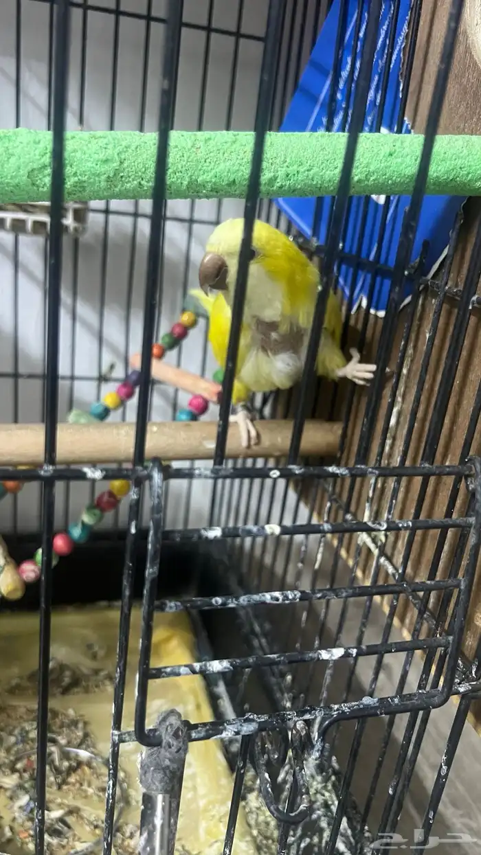 كويكر انثى بياض 3