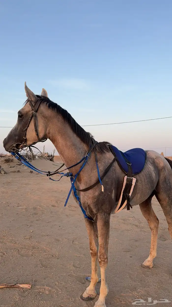 حصان شعبي كفوو 1