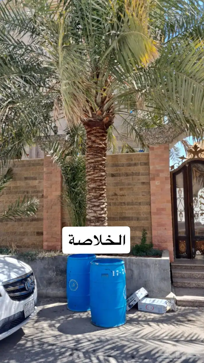 نخلات 5