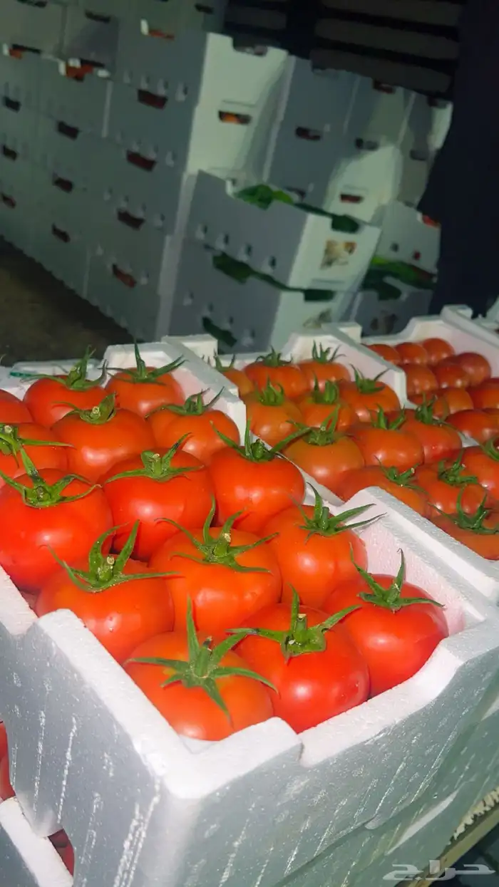 خضار القصيم 0