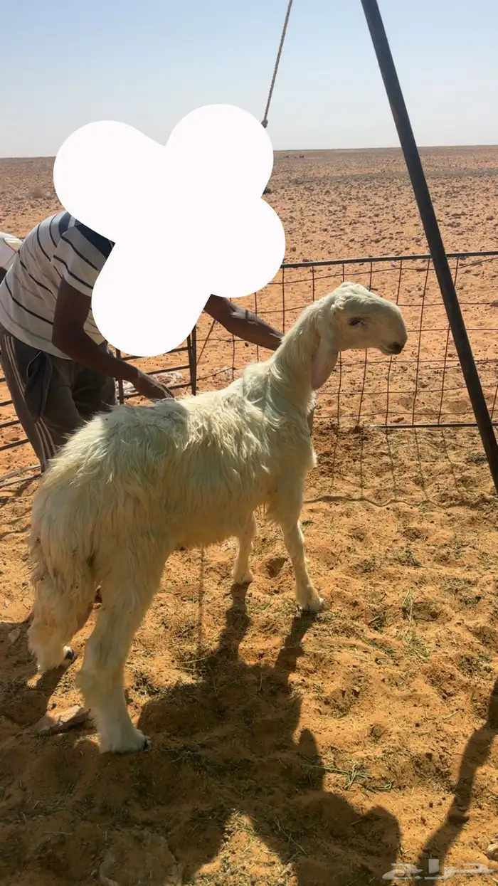 مشروع فحل صنف عيسي 0