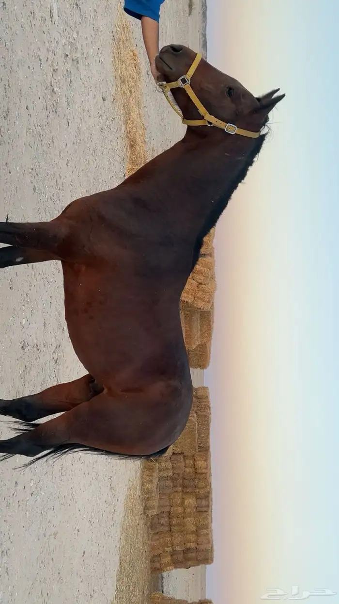 حصان شعبي 2